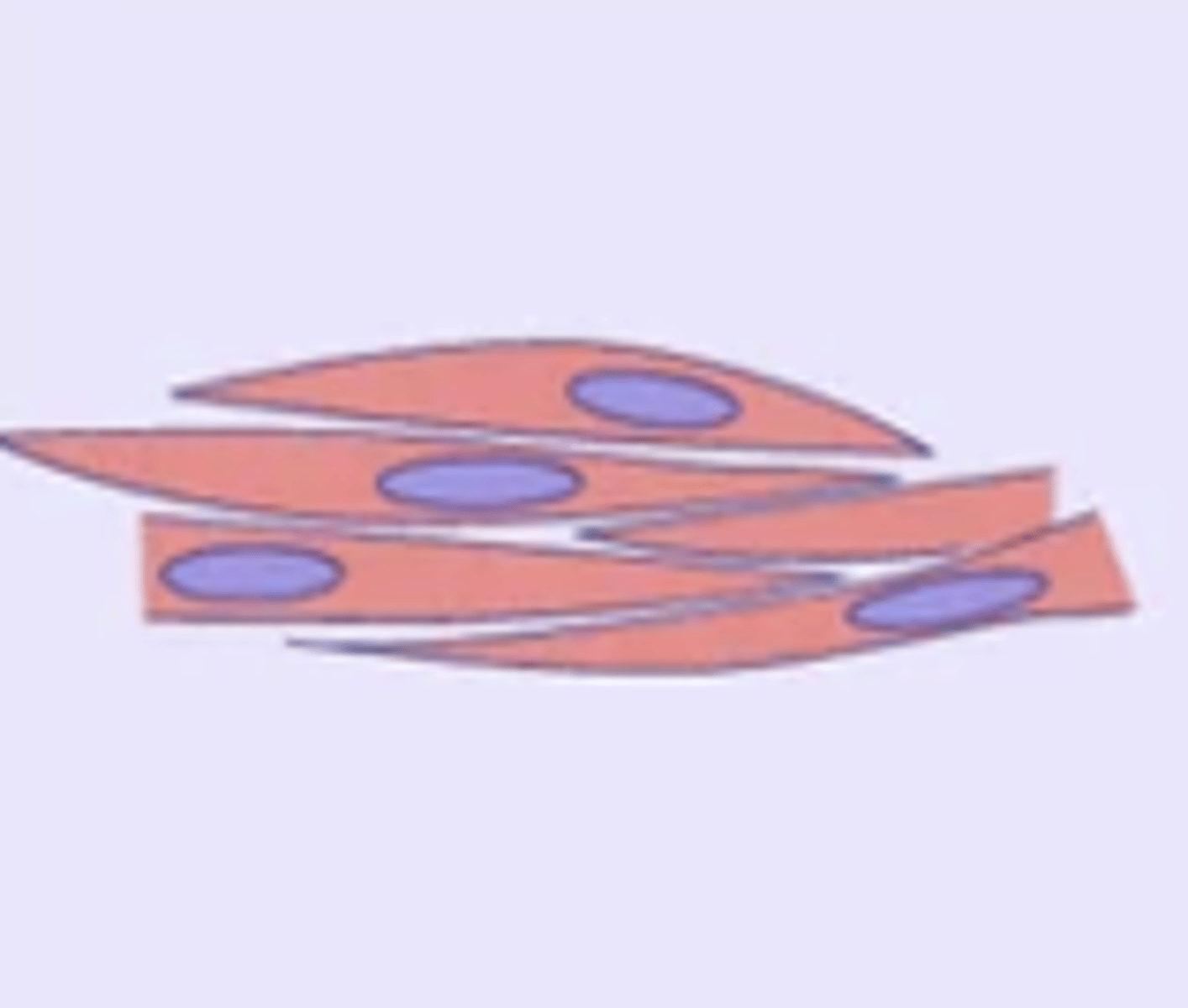<p>- Involuntary</p><p>- Found in walls of internal organs (stomach, intestines, urinary system, blood vessels) — moves substances through them</p><p>- Fibres are non-striated, spindle-shaped, and uninucleated.</p>