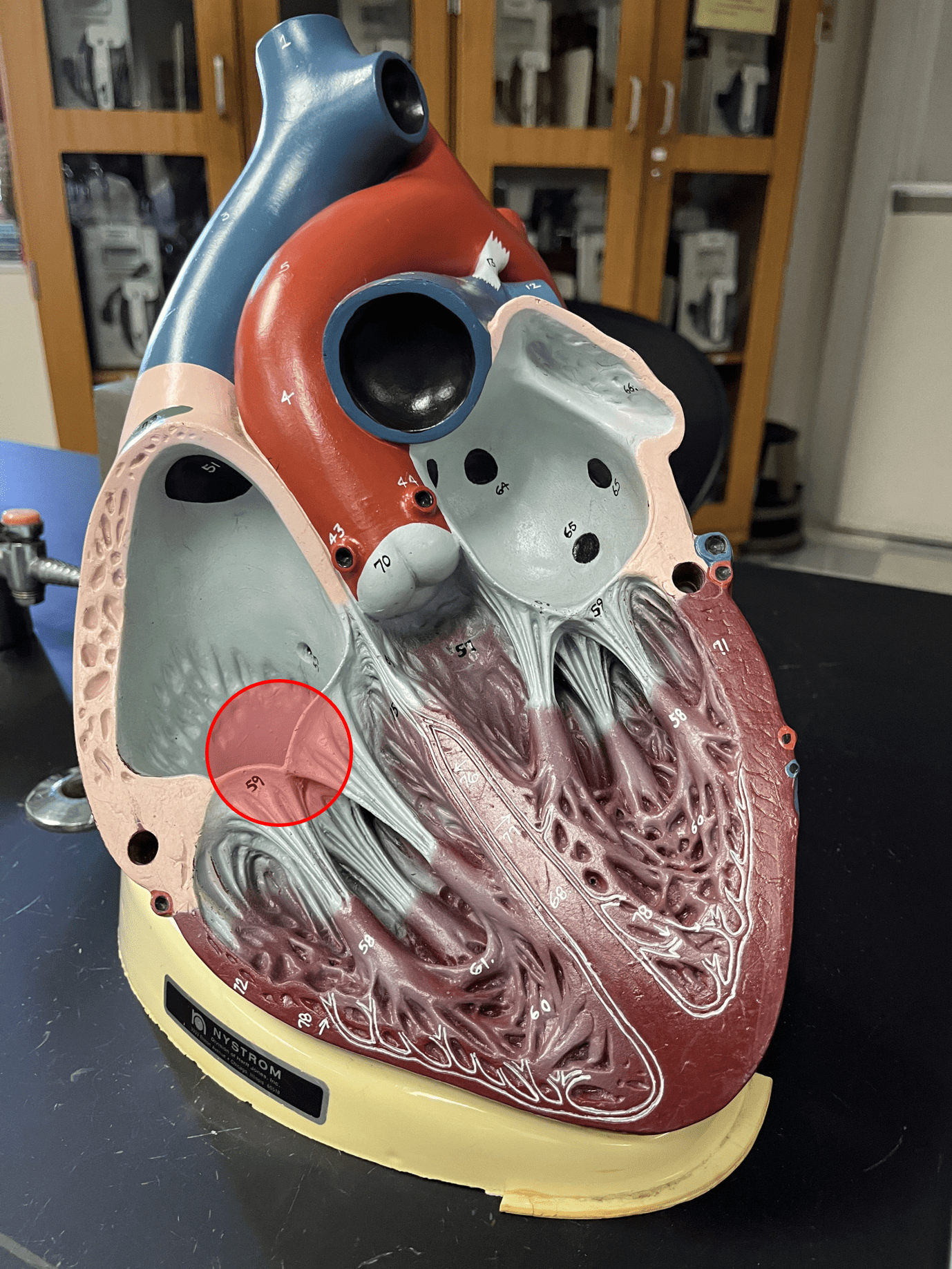 • An atrioventricular valve.

• Controls the flow of blood from the right atrium to the right ventricle.

• Also known as the right atrioventricular (AV) valve.