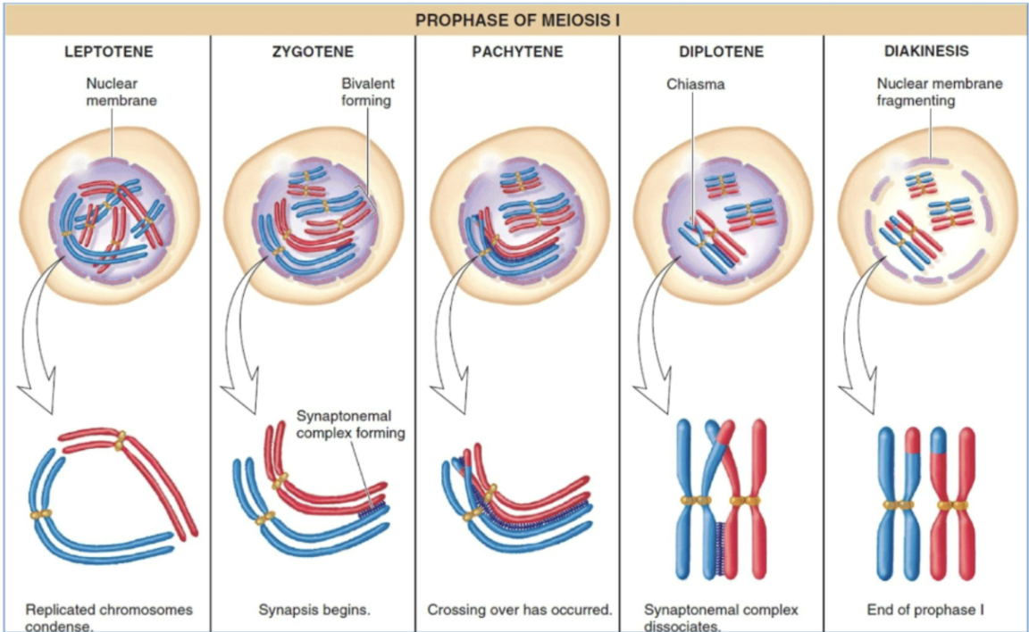 <ul><li><p>protein structure assembled on centromeres that attach to spindle fibers</p><ul><li><p>function: facilitate sister chromatin detachment from one another</p></li></ul></li></ul><p></p>