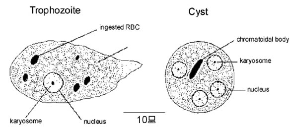 <p>Entamoeba histolytica</p><p></p><p>Cyst= 10-20 um</p><p>Troph= 15-20 um</p>