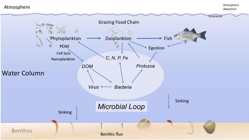 <p>bacterioplankton remineralize DOM→ CO2 and nutrients → more primary production</p>