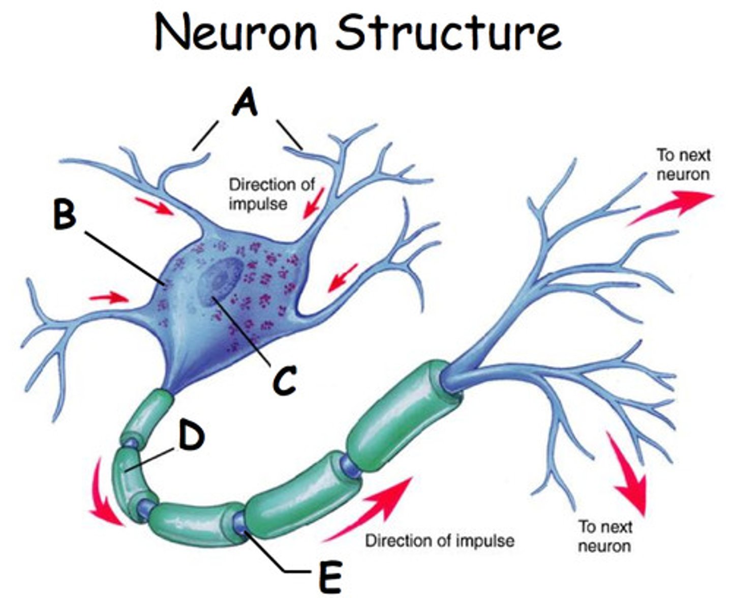 <p>An insulating layer (made mainly of fat and protein) along the axon of a nerve cell. It speeds up the message along the axon. Letter E in the diagram.</p>