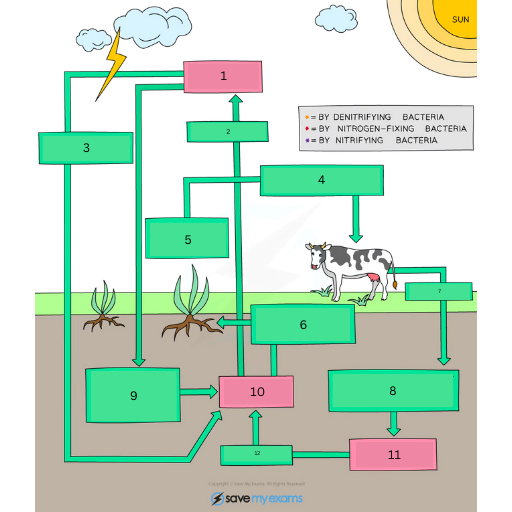 <p>This is the Nitrogen Cycle. Name labels 1-12</p>