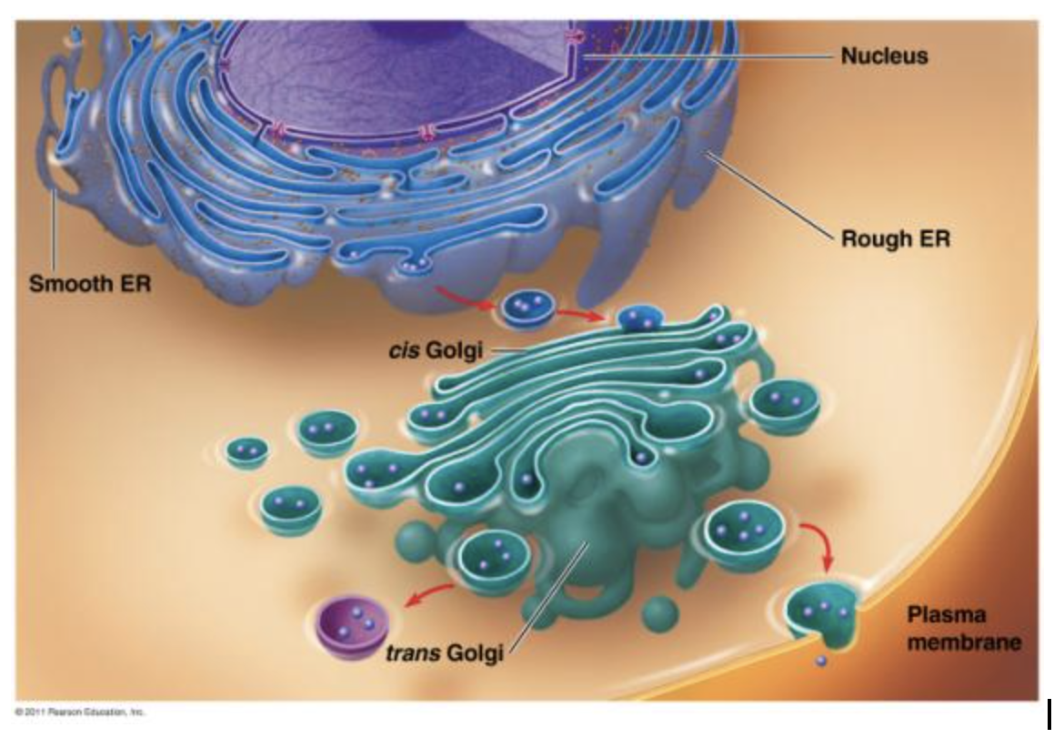 A Tour of the Cell Flashcards Knowt