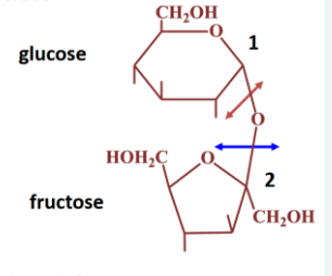 <p>non réducteur</p><p>glucose+fructose</p><p><strong><span style="color: red">α-D-glucosidase </span><span style="color: blue"><br>β-D-fructosidase </span></strong></p>