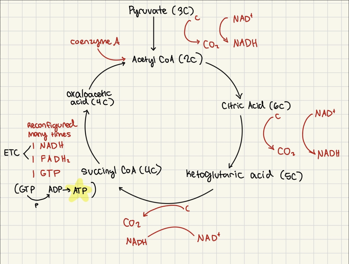 <p><strong>for 1 pyruvate</strong> (glucose → 2 pyruvate → double products)</p><ul><li><p><strong>within mitochondrial matrix</strong></p></li></ul><p></p><p>Intermediate step: pyruvate oxidation</p><ul><li><p> Pyruvate (3 C) is oxidized (NAD+ → <strong>NADH</strong>), loses 1 C as <strong>CO2</strong></p></li><li><p>produces Acetyl CoA (2C)</p></li></ul><p></p><p>Citric Acid Cycle</p><ol><li><p><strong>Acetyl CoA (2C)</strong></p></li></ol><ul><li><p>→ combines with <strong>Oxaloacetic acid (4C)</strong> by <strong>coenzyme A</strong></p></li></ul><p></p><ol start="2"><li><p><strong>Citric Acid (6C)</strong></p></li></ol><ul><li><p>→ loses 1 C as <strong>CO2</strong></p></li><li><p><strong>→ </strong>oxidized (NAD+ → <strong>NADH</strong>)</p></li></ul><p></p><ol start="3"><li><p><strong>Ketoglutaric Acid (5C)</strong></p></li></ol><ul><li><p>→ lose 1 C as <strong>CO2</strong></p></li><li><p>→ oxidized (NAD+ → <strong>NADH</strong>)</p></li></ul><p></p><ol start="4"><li><p>Succinyl CoA (4C)</p></li></ol><ul><li><p>reconfigured many times into</p></li><li><p>→ <strong>1 NADH</strong></p></li><li><p>→ <strong>1 FADH2</strong></p></li><li><p>→ <strong>1 GTP </strong>from GDP (donates P to ADP → <strong>ATP</strong>)</p></li></ul><p></p><p>Products</p><ul><li><p>3 CO2 (discarded into plasma as waste)</p></li><li><p>4 NADH (go to ETC)</p></li><li><p>1 FADH2 (go to ETC)</p></li><li><p>1 GTP (→ 1 ATP)</p></li></ul><p></p>