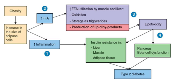 <ul><li><p>chronic inflammation contributes to development o<strong>f insulin resistance </strong>in tissues</p></li><li><p>increased use of FFA= increased toxic byproducts; damage to beta cells of pancreas and <strong>insulin deficiency</strong></p></li></ul><p></p>