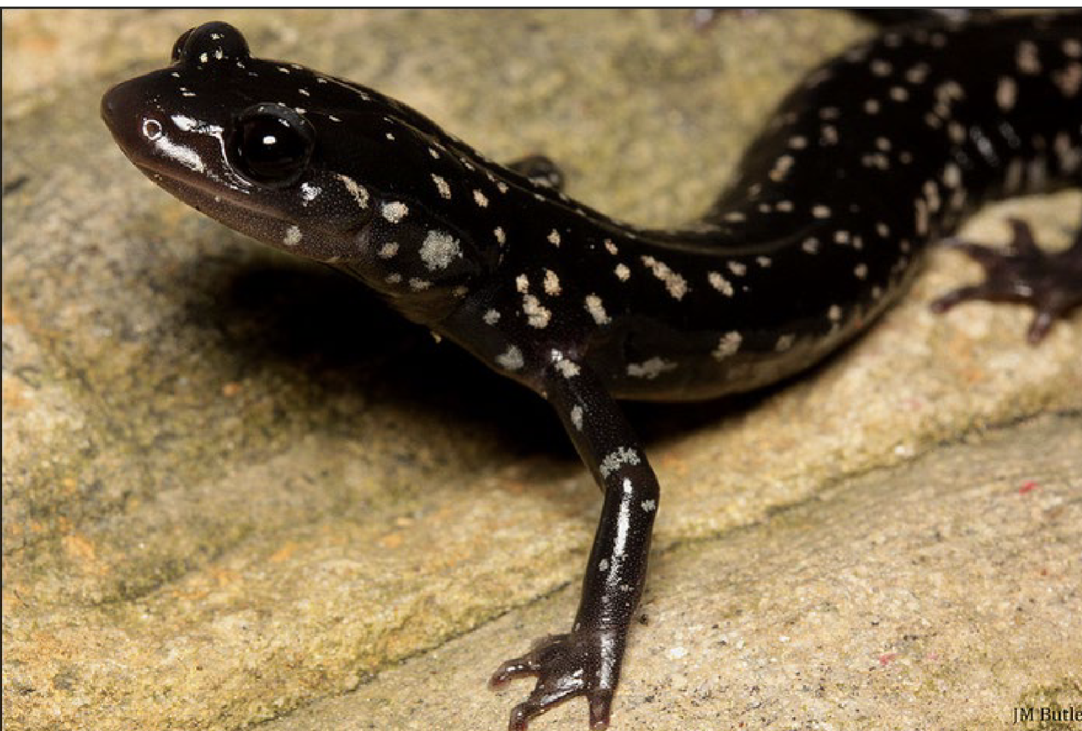 <p>glue like secretion from glands, Dist everywhere except far W. KY, P. mississippi only in far W. KY</p>