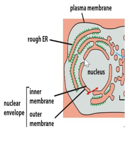 <p>Movement between cytosol and nucleus</p><ul><li><p>ER and nucleus are topogically similar (no crossing of lipid bilayer)</p><ul><li><p>Selective transport (active transport from cytosol to nucelus)</p></li><li><p>Free diffusion of smaller molecules</p></li></ul></li></ul><p></p>