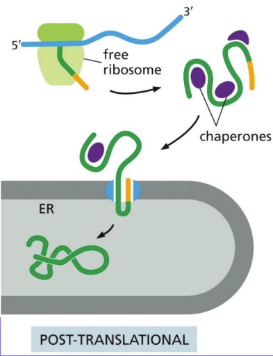<p><span>Post-translational translocation = Free ribosomes complete protein synthesis and release prior to the protein being translocated to a mitochondrial/nuclear membrane (NOT ER PROCESS)&nbsp;</span></p>