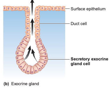 <p>Sweat gland, Salivary gland</p>