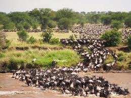 <p>Wildebeest live in groups or herds with the oldest on the outside to protect the younger and baby wildebeest in case of attack. </p>
