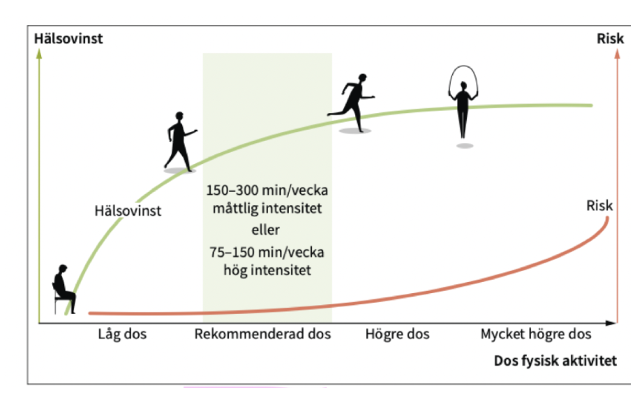 <p><span>Träning ger stora hälsovinster i längden. Därför ordineras fysisk aktivitet på recept - FaR. För att få hälsovinster rekommenderas både aerobisk fysisk aktivitet och muskelstärkande träning. Dessutom ska man utföra rörelse med låg intensitet och att begränsa stillasittande.</span></p><p><span>Träning påverkar 3 olika delar av det <strong>muskuloskeletala systemet</strong>; </span></p><ul><li><p><span>Skelett </span></p></li><li><p><span>Ligament  </span></p></li><li><p><span>Senor </span></p></li><li><p><span>Brosket</span></p></li></ul><p></p>