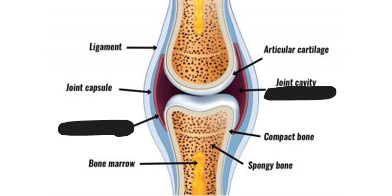 <p><span style="background-color: transparent;"><span>Fluid-filled joints found between bones that move against one another. The type of joint that allows movement.</span></span></p><p><span style="background-color: transparent;"><span> Example: Knee</span></span></p>