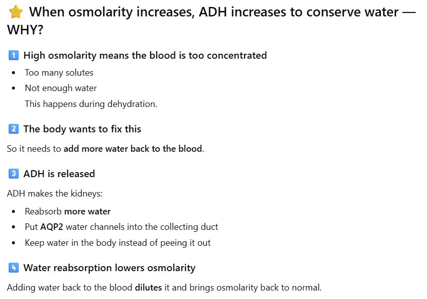 <p>When osmolarity increases, ADH <strong><u>secretion increases</u></strong> to conserve water. </p>