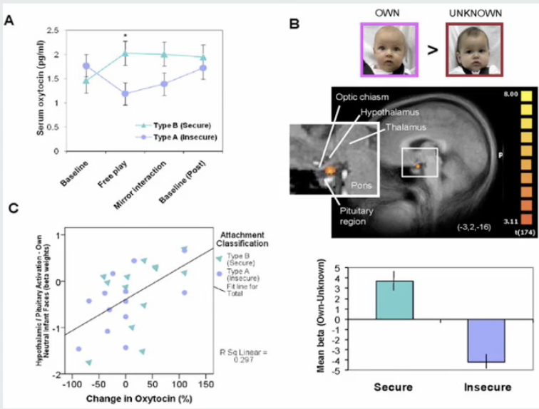 <ul><li><p><strong>Type B (Secure Attachment) Mothers</strong>:</p><ol><li><p>Show greater peripheral oxytocin response during infant interaction.</p></li><li><p>Increased activation of hypothalamus/pituitary region for own &gt; unknown baby across all affect groups.</p></li><li><p>Peripheral oxytocin response correlates with hypothalamus/pituitary activation for own neutral faces.</p></li><li><p><u>Brain activation patterns:</u></p><ul><li><p>Greater response to own &gt; unknown infants in:</p><ul><li><p>Lateral prefrontal cortex (bilaterally).</p></li><li><p>Left mPFC (medial prefrontal cortex).</p></li><li><p>Hypothalamus/pituitary region.</p></li></ul></li><li><p>Increased ventral striatum activation for own happy &gt; unknown happy infants.</p></li></ul></li></ol></li><li><p><strong>Type A (Insecure Attachment) Mothers</strong>:</p><ol><li><p>Reduced reward activation for own happy infants.</p></li><li><p><u>Activation of:</u></p><ul><li><p>dIPFC (dorsal inferior prefrontal cortex) for own sad infants.</p></li><li><p>Insula (associated with social emotions like pain/disgust) for own sad infants.</p></li></ul></li></ol></li></ul><p></p>