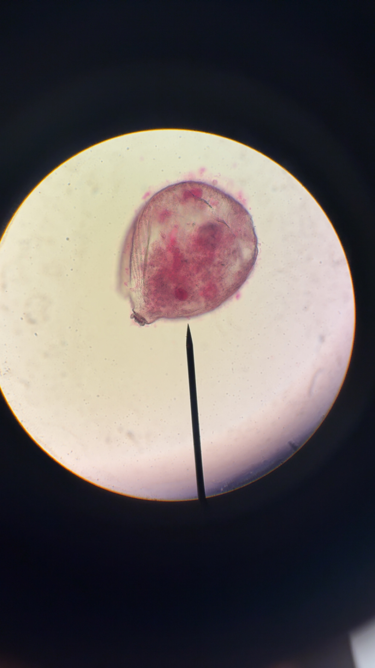 <p>What is this phylum</p>