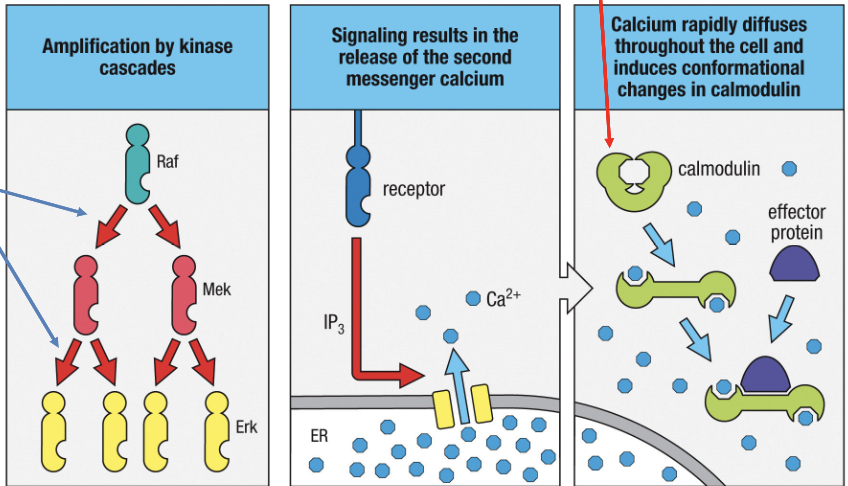 1. signal cascade
2. release of second messenger