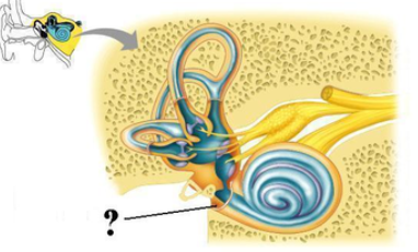 <p><span><span>Identify the indicated opening.</span></span></p>