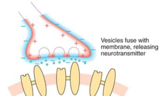 <p>active chemical synapse </p>