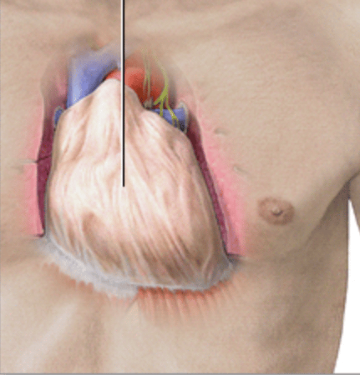 <p>surrounds the heart. parietal pericardium and fibrous pericardium</p>