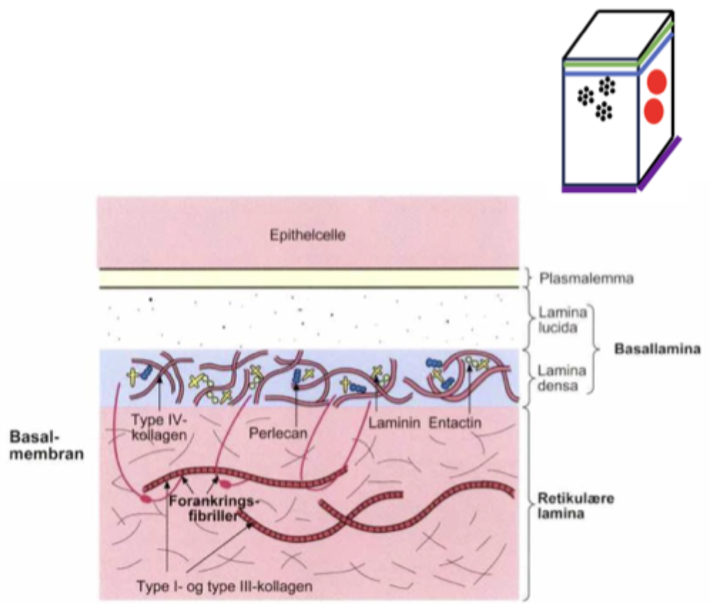 <ul><li><p><span style="font-family: "Times New Roman";"><strong><span>Understøttende</span></strong><span>: fæstner epitel til bindevæv</span></span></p></li><li><p><span style="font-family: "Times New Roman";"><strong><span>Opretholder polaritet</span></strong><span>: adskiller væv</span></span></p></li><li><p><span style="font-family: "Times New Roman";"><strong><span>Pasiv filtration</span></strong><span>: regulerer passage ind/ud af epitel</span></span></p></li><li><p><span style="font-family: "Times New Roman";"><span>Strukturel forbindelse til bindevæv</span></span></p></li><li><p><span style="font-family: "Times New Roman";"><strong><span>Celle signalering</span></strong><span>: påvirker vækst, differentiering, organisering, migration</span></span></p></li></ul><p></p>