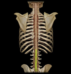 <p>collection of spinal nerves below the end of the spinal cord</p>