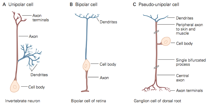 <p>unipolar cell: cell body connects to only one direction and that direction connects to both axon and dendrites</p><p>bipolar cell: cell body is in the middle, dendrites signal connect to cell body and cell body transfer to axon</p><p>pseudo-unipolar cell: cell body is on the side, connecting itself to the axon, which then goes into dendrites and axon terminals </p>