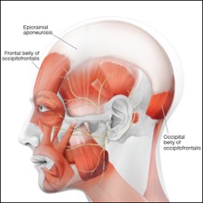 <p>Epicranial aponeurosis or also called galea aponeurotica</p>