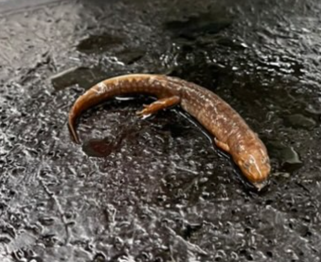 <p>ID the genus</p>