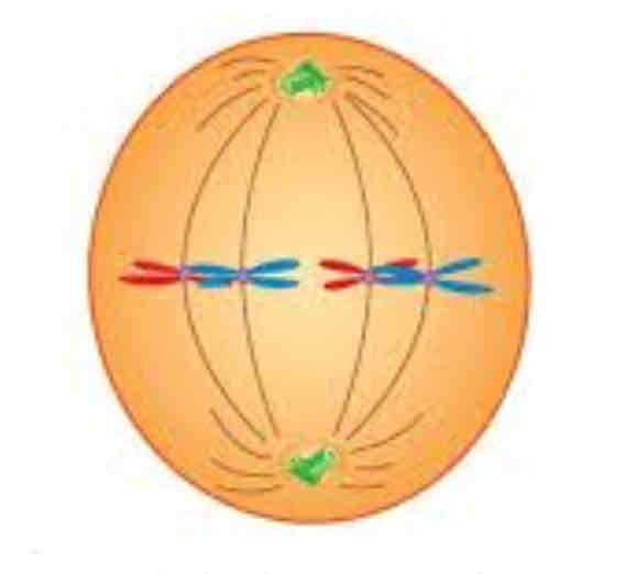 <p>Chromosomes aligned at the middle and attached ti spindle fibres (equatorial plate)</p>