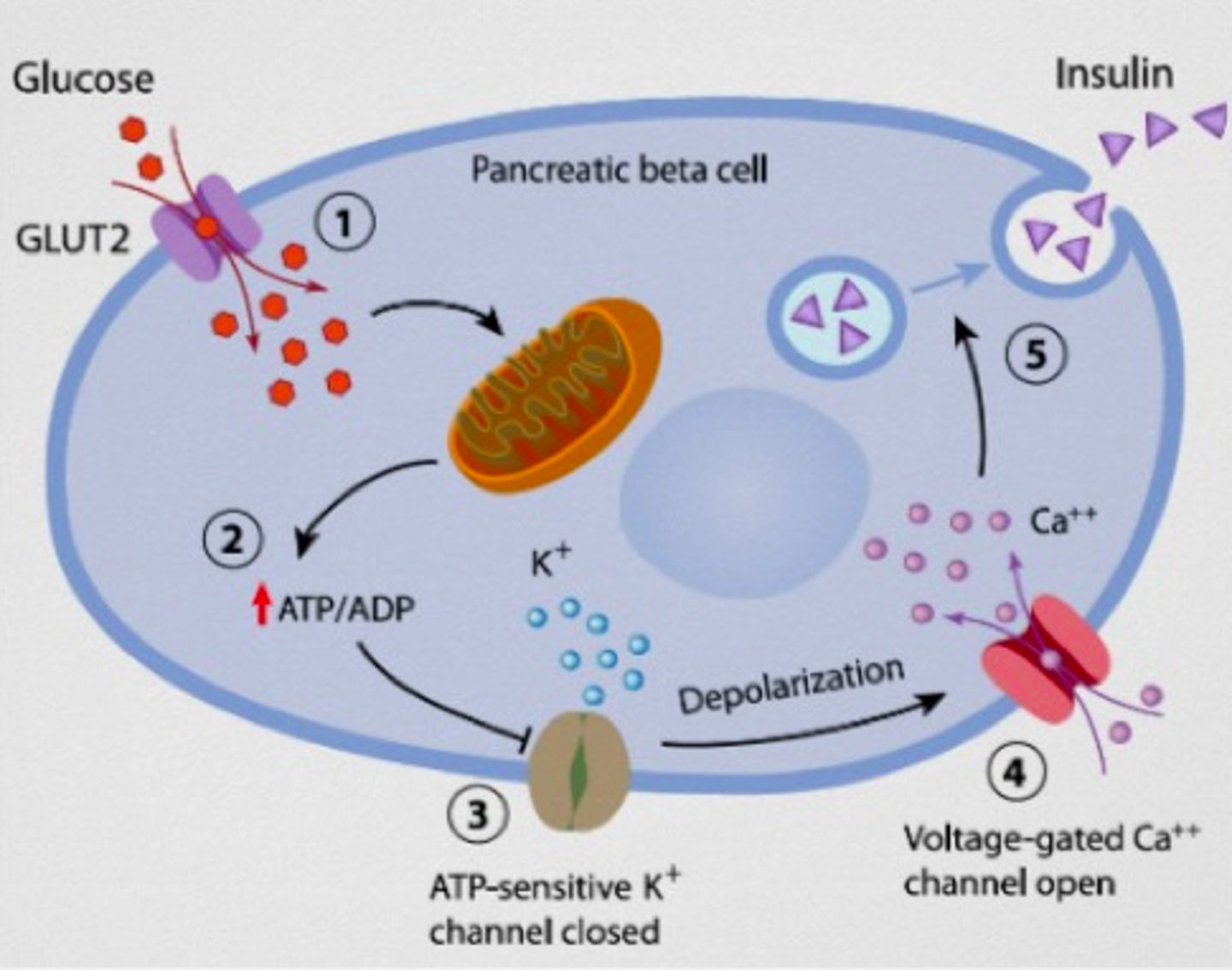 <p>exogenous glucose is taken up by the pancreatic cells via GLUT2</p><p>- glycolysis occurs, increasing the ATP levels inside the cell</p><p>- the increase in ATP leads to closure of ATP-sensitive K+ channels</p><p>- closure of the K+ channels causes membrane depolarization, which opens the voltage-gated Ca2+ channels</p><p>- Ca2+ influx stimulate the insulin-containing vesicles to fuse with the membrane and release their contents into circulation</p>