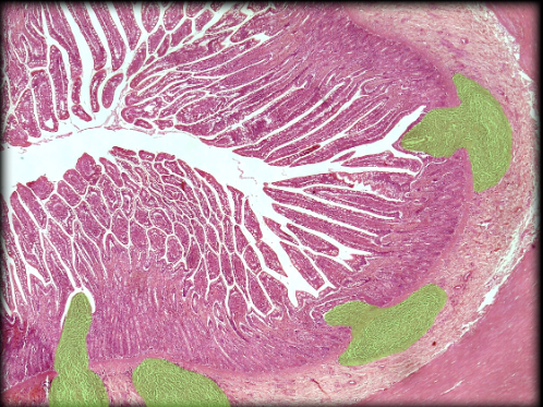 knowt flashcard image