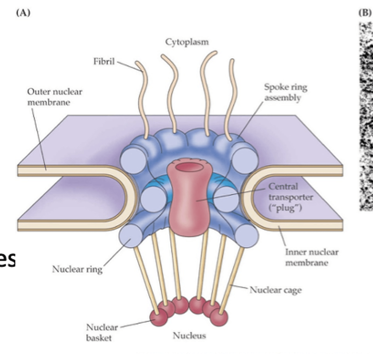 <p>What provides the energy for import and export through nuclear pores?</p>