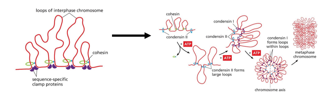 <p>Condensins II replace most cohesins to form loops</p><p>Condensins I forms loops with loops</p><ul><li><p>More compact</p></li><li><p>Stacked</p></li><li><p>Most compact during metaphase</p></li></ul><p></p>