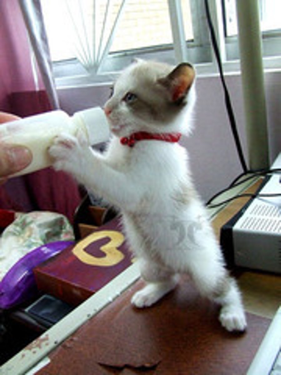 <p>the milk</p>