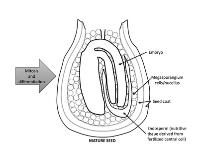 <p>Rank stages of angiosperm seed development</p>