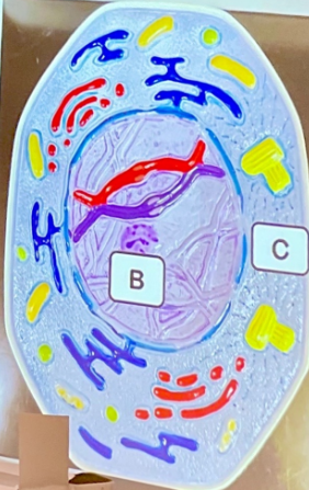 <p>What is the structure labeled C?</p>