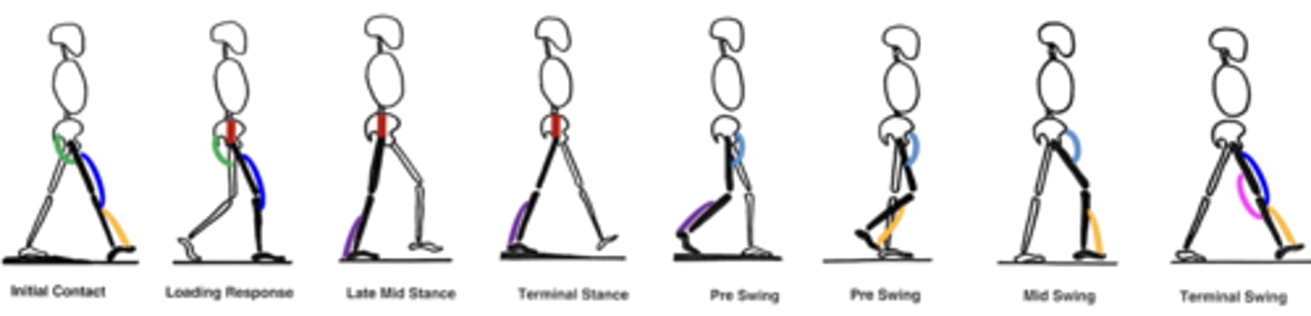 <p>Anterior leg</p><p>Deep fibular n.</p><p>Dorsiflexors (ORANGE) allow the toes to clear the ground during swing phase</p><p>Foot drop: toes drop with gravity. Toes drag during swing phase. May compensate by increasing hip flexion, "high knees" or "steppage gait".</p>
