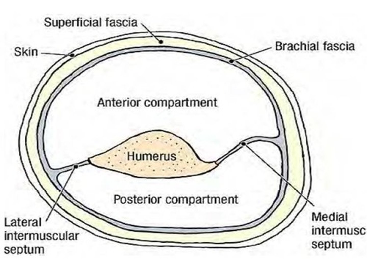 <p>contain muscles performing similar functions and sharing common innervation. It is further divided into superficial and deep compartments</p>