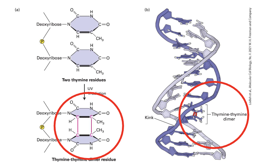 <ul><li><p>the two covalently linked thymines T-T form a rigid shape that distorts the DNA helix</p></li><li><p>like other bulky lesions,&nbsp;disrupts DNA replication and transcription</p></li></ul><p></p>
