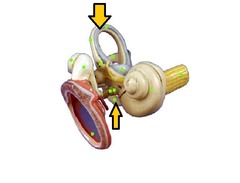 Passages in the inner ear associated with maintaining equilibrium