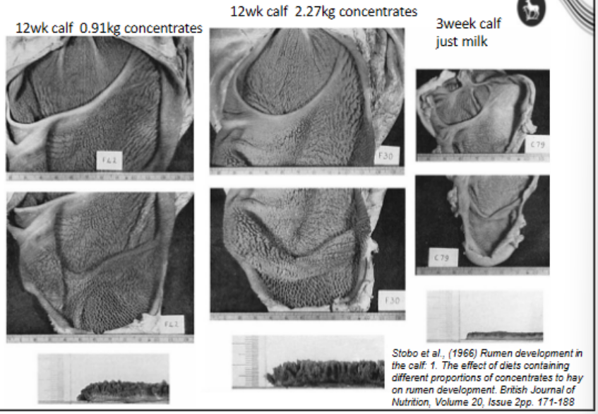 <p>colustrum</p><p>healthy rumen development increases productivity</p><p></p><p>milk replacer bags change as calve develops</p><p></p><p>Milk replacer-</p><p>• 5-6 litres of milk (13-15% of calf birth weight) daily, min two feeds,</p><p>• check correct lifestage</p><p>• read the label!!!</p><p>• digested in abomasum /bypasses the immature rumen</p><p></p><p>Then…</p><p></p><p><strong>Concentrates from 3-4 days old</strong></p><p>• ‘digested’ in rumen</p><p>• produces butyrate &amp; propionate</p><p>• increases papillae number and</p><p>size</p><p>• improves rumen absorptive ability</p><p>• high energy, reduces gut fill</p><p></p><p>If fed alone (need fibre and feed) - so need better levels of concentrates</p><p>• causes <strong>hyperkeratinisation</strong></p><p>• and clumping of <strong>papillae</strong> and</p><p>• decreased rumen motility</p><p></p><p>bottom pic show papillae - higher conc = better papillae development</p>