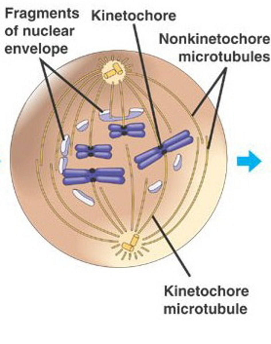 <p>The second stage of mitosis, in which discrete chromosomes consisting of identical sister chromatids appear, the spindle microtubules attach to the kinetochores of the chromosomes</p>