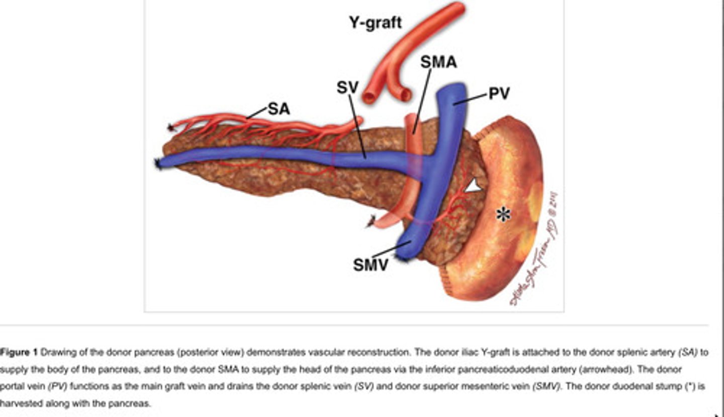 <p>type 1 diabetics because they are insulin dependent whereas type 2 diabetics still may produce insulin but have receptors on target cells that are less responsive</p>