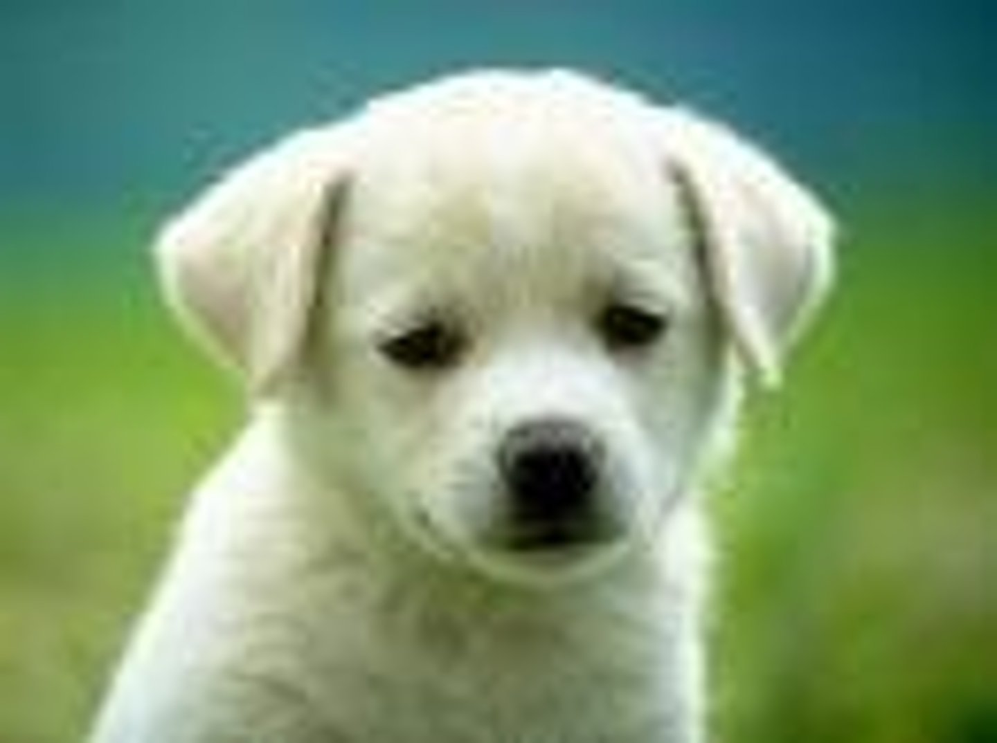 <p>measure word for animals (zhī)</p>
