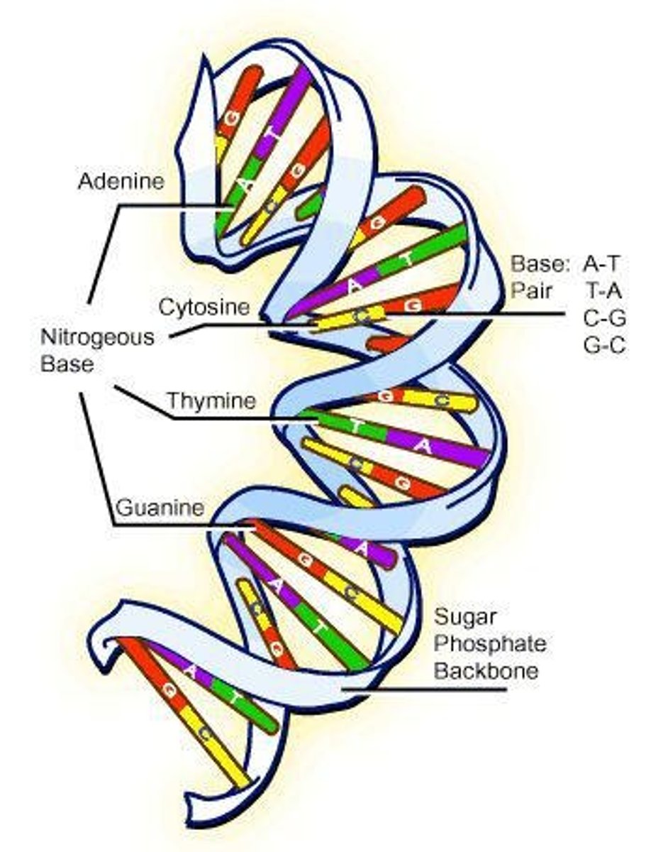 <p>Total genetic information of an organism.</p>