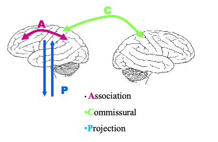 <ul><li><p>association </p></li><li><p>commissural </p></li><li><p>projection </p></li></ul><p>(ACP)</p><p></p>
