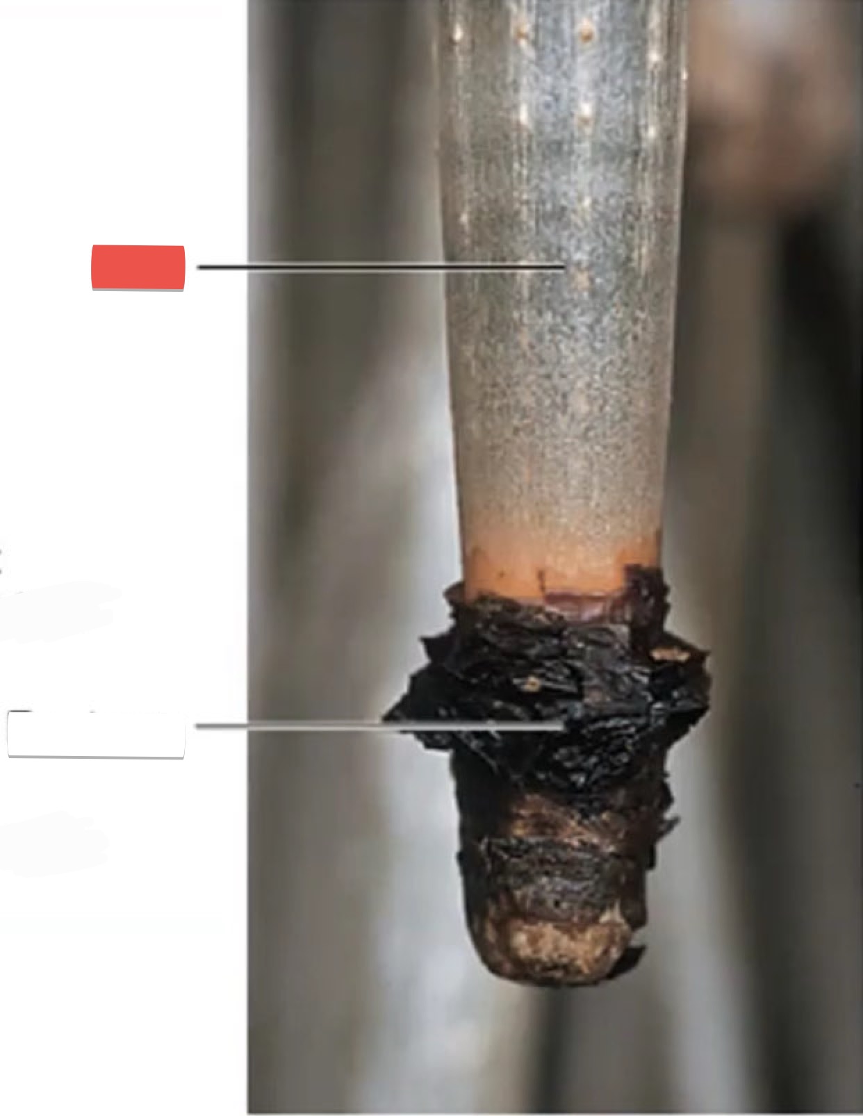 <p>identify the part in red</p>