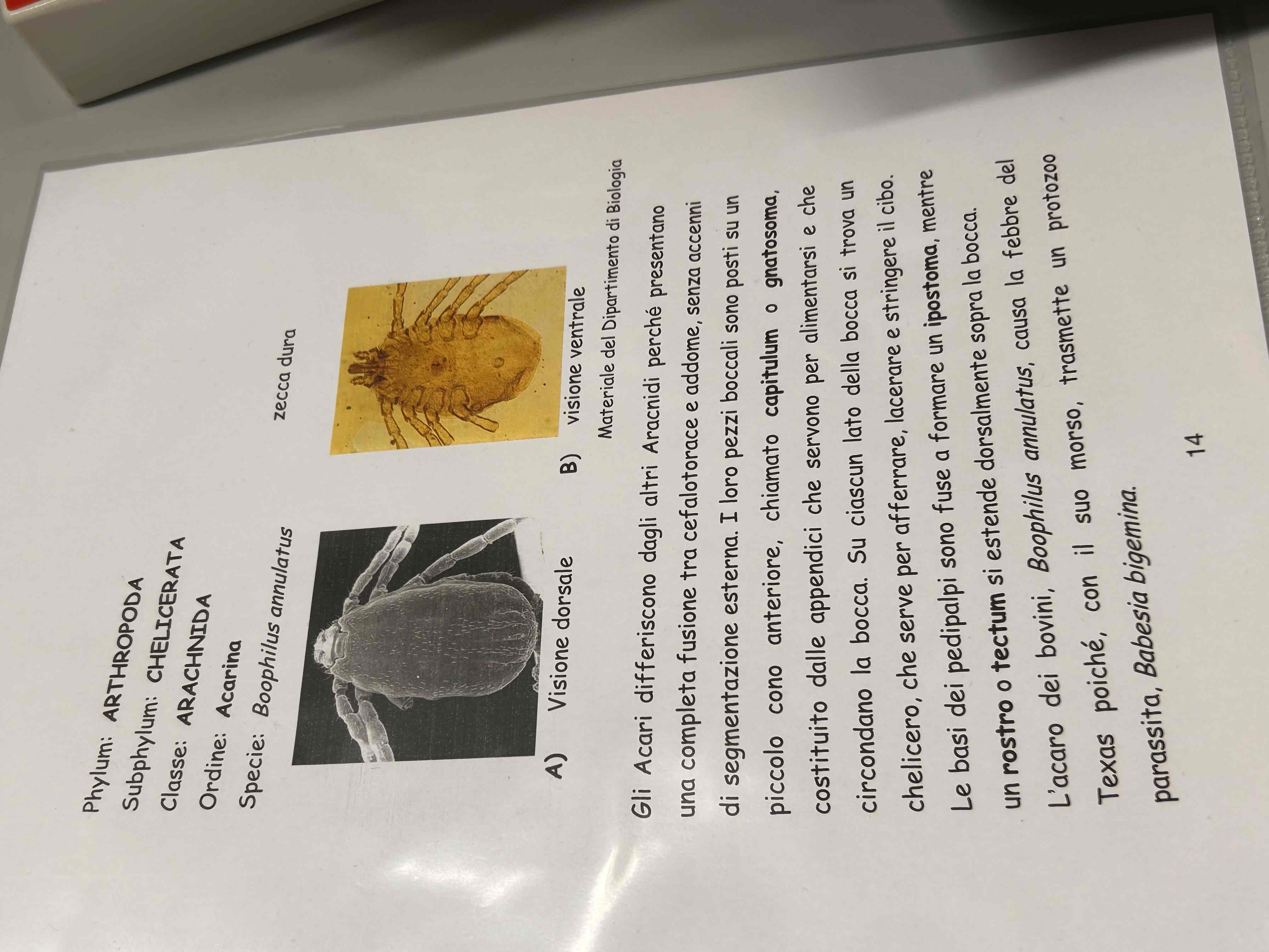 <p>Chelicerati</p><p>AracnidI</p><p>Boophilus annulatus</p>